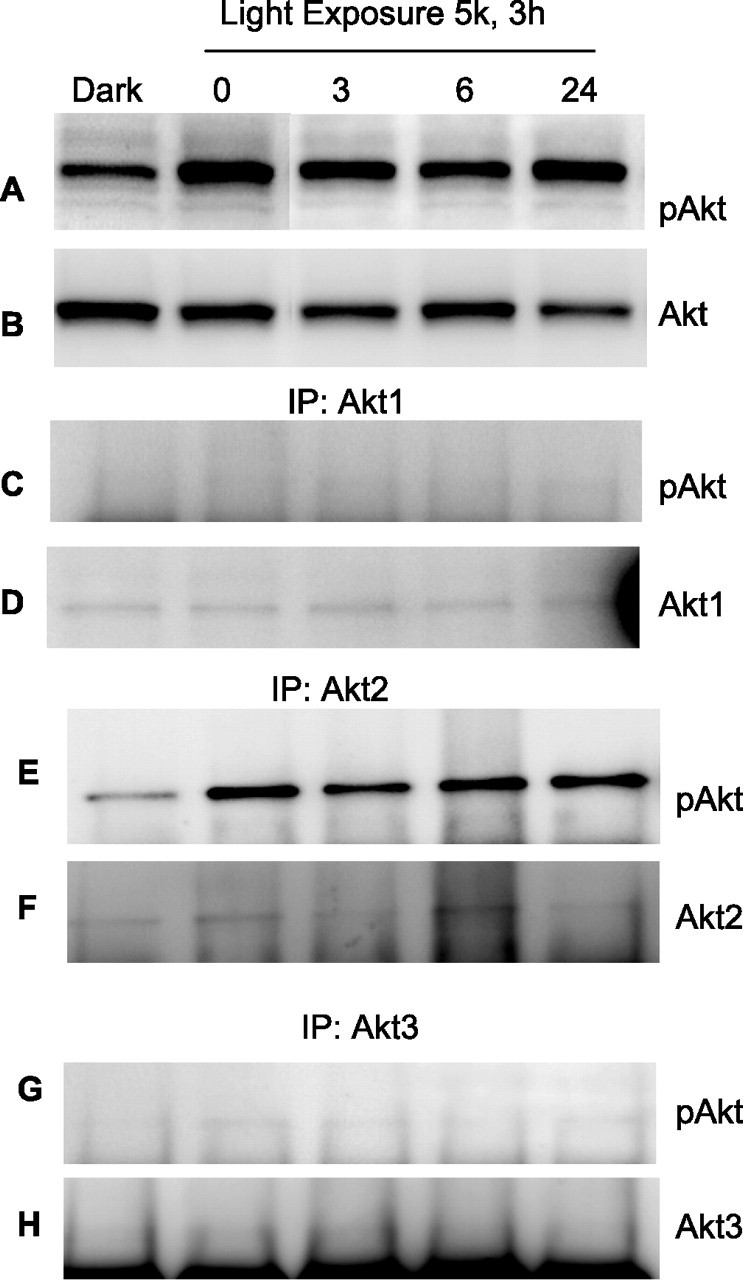 Figure 11.