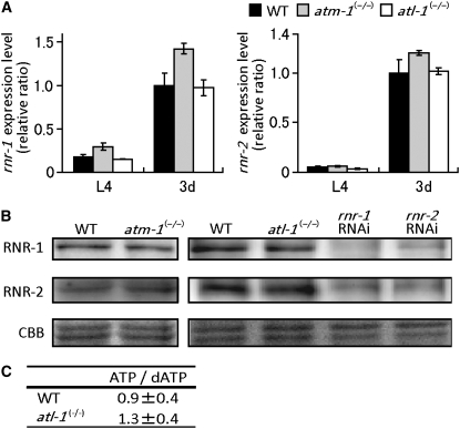 Figure 4.—