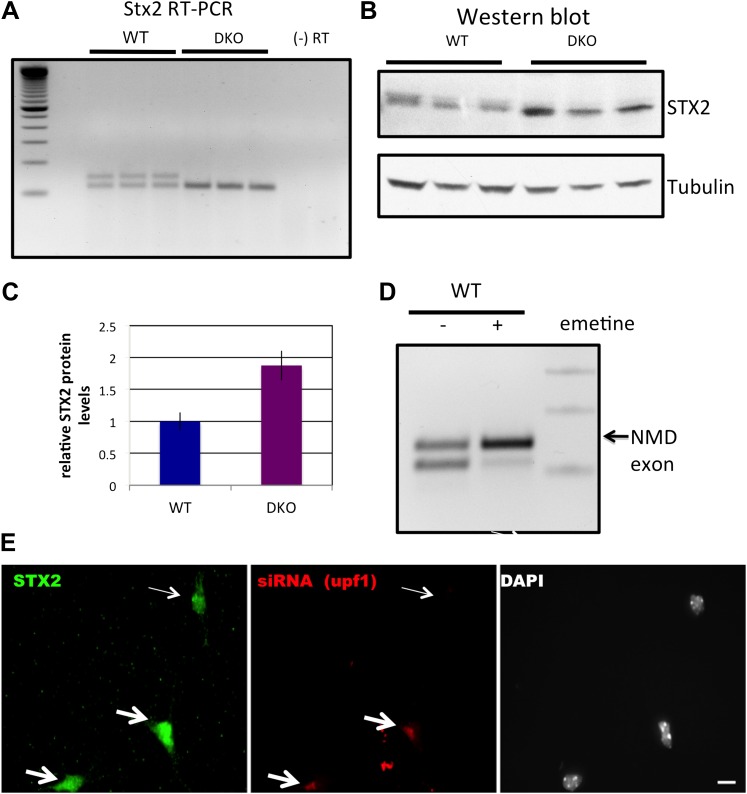 Figure 6—figure supplement 1.