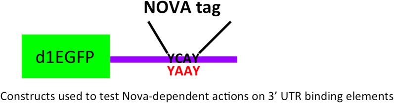 Figure 2—figure supplement 1.