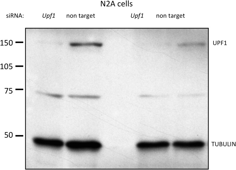 Figure 2—figure supplement 2.