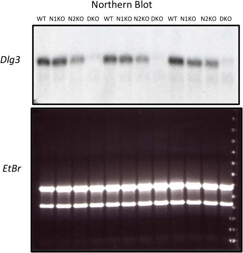 Figure 4—figure supplement 2.