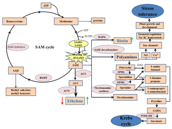 Figure 7