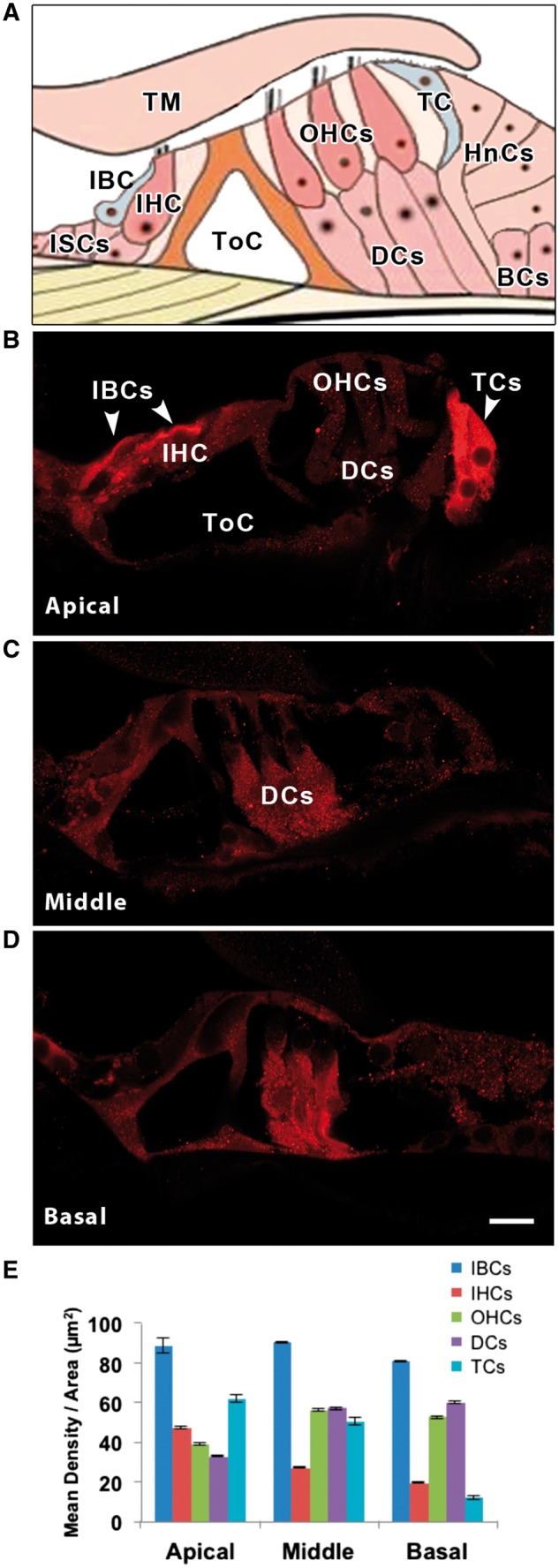 Figure 2.