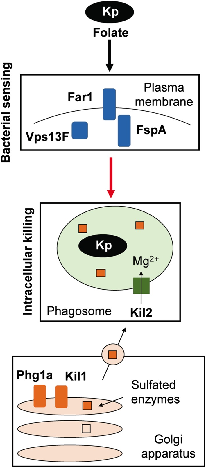 Figure 11