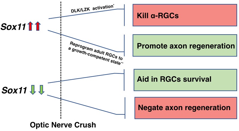 FIGURE 10