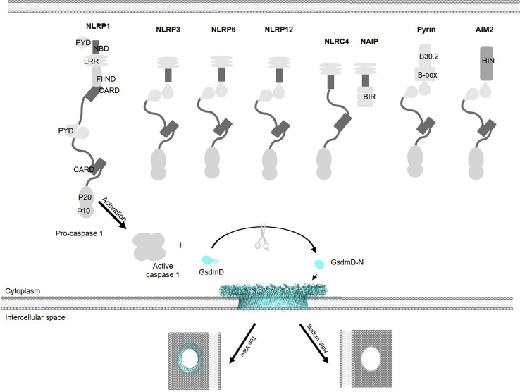 Figure 2