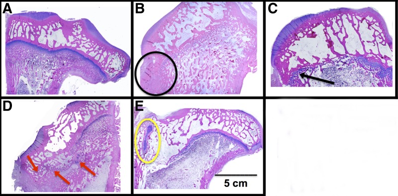 FIG. 6.