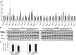 Fig.3. Levels of hepatic mRNA expression and protein associated with cholesterol synthesis, catabolism, and excretion in <i>Ldlr</i><sup>−/−</sup> and C57BL/6J mice