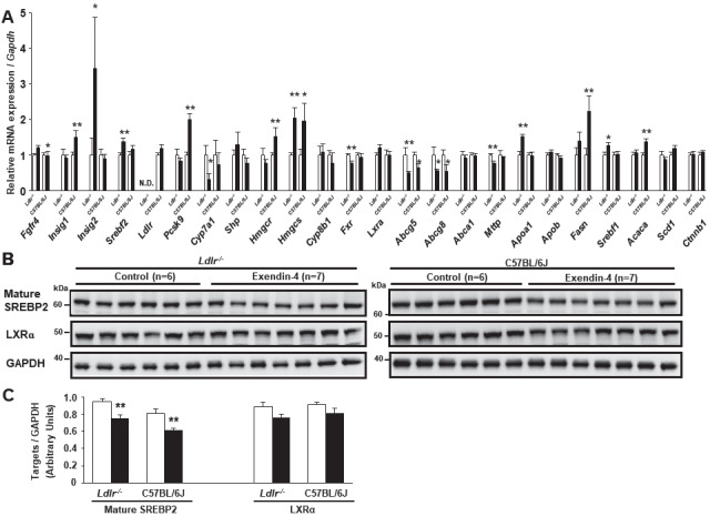 
Fig.3. Levels of hepatic mRNA expression and protein associated with cholesterol synthesis, catabolism, and excretion in Ldlr−/− and C57BL/6J mice
