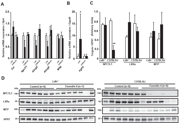 
Fig.4. Levels of small intestinal mRNA expression and protein associated with cholesterol absorption in Ldlr−/− and C57BL/6J mice
