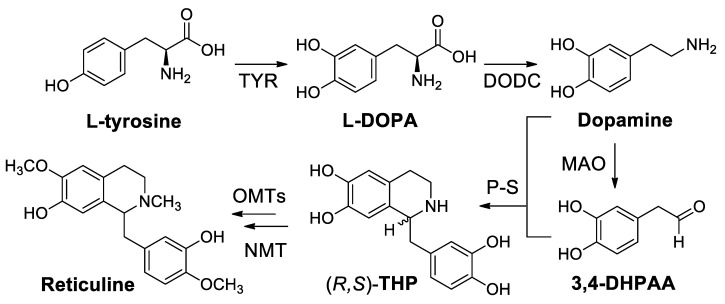 Scheme 80