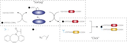 Fig. 1.