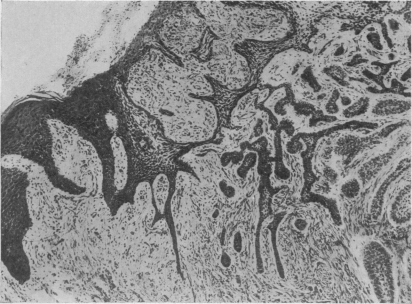 Fig. 10