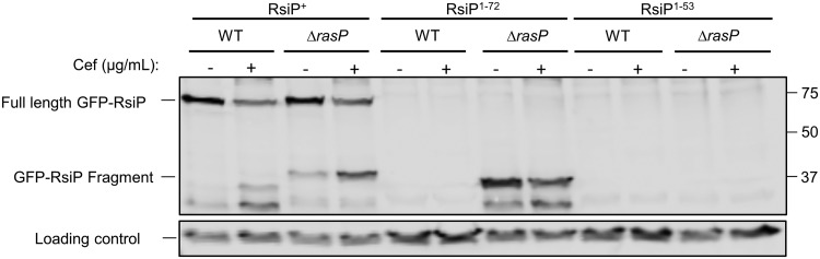 FIG 6