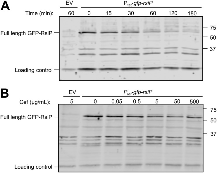 FIG 3