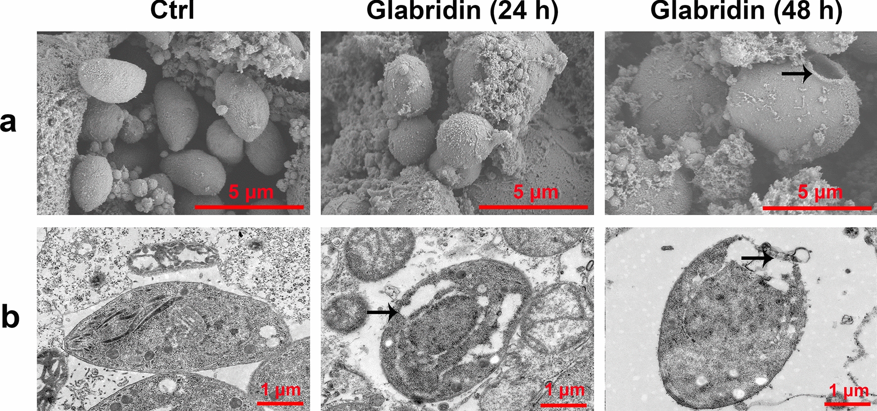 Fig. 2