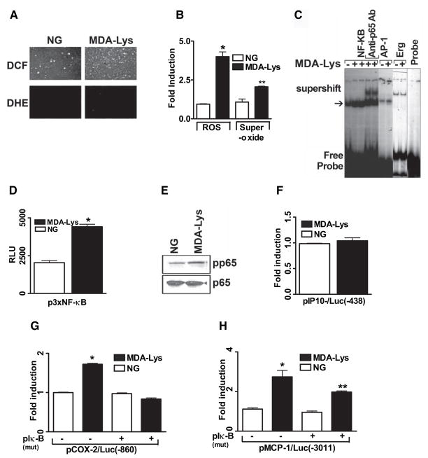 Proinflammatory effects of advanced lipoxidation end products in monocytes.