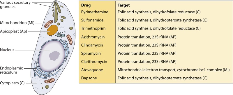 FIG 2