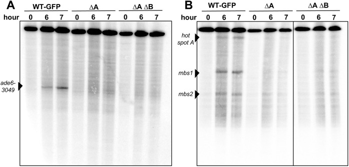 Fig. 5.