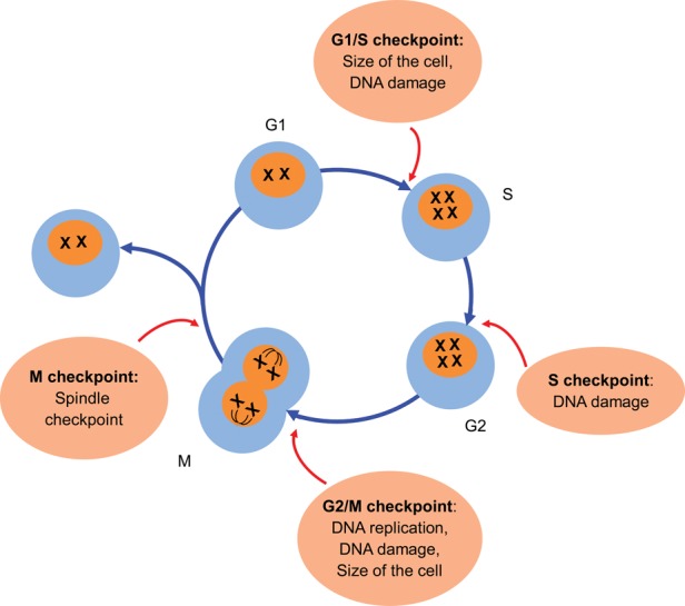 FIGURE 2: