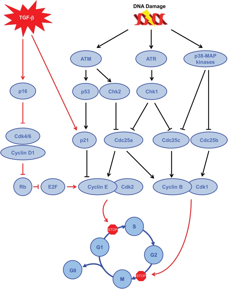 FIGURE 3: