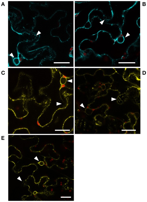 Figure 5