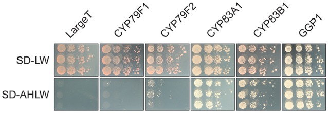 Figure 4