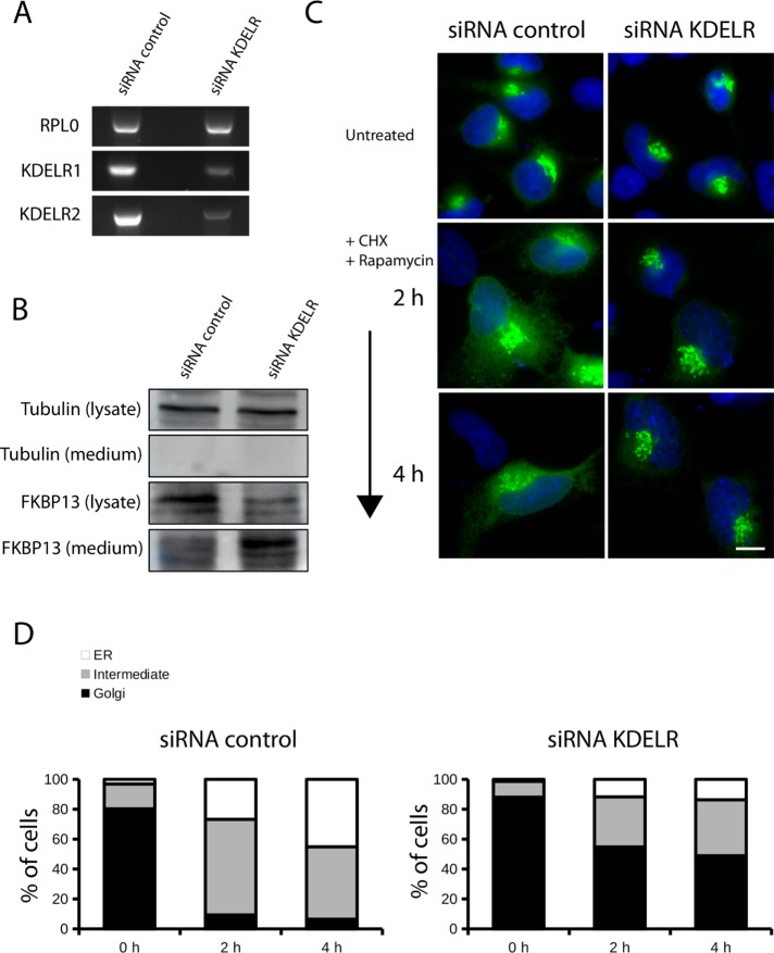 FIGURE 3: