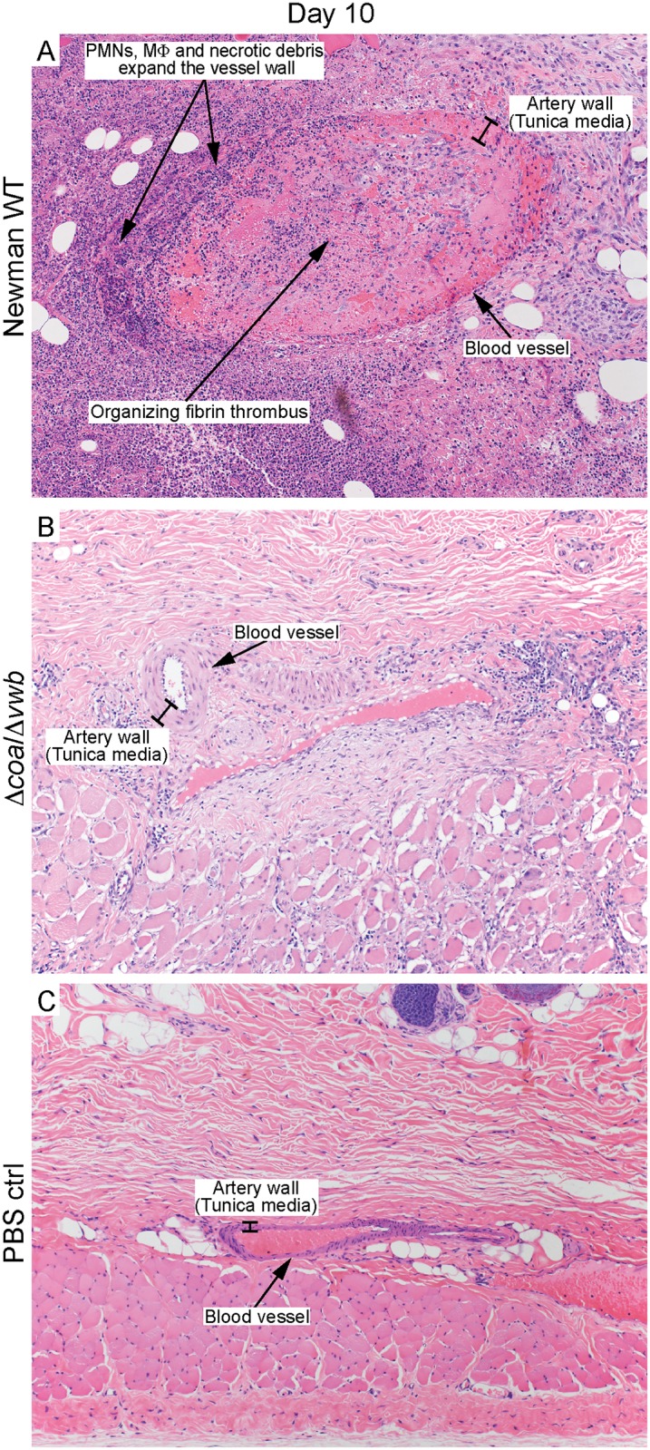 Fig 4