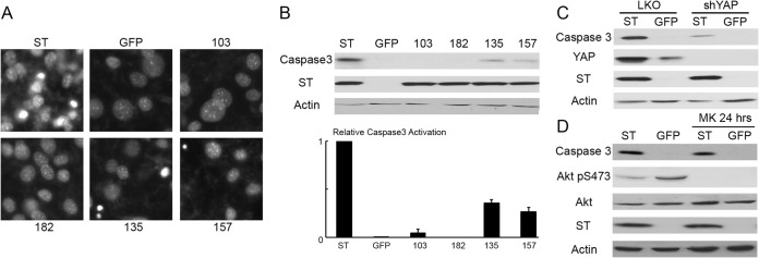 FIG 8