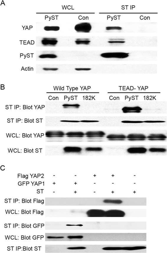 FIG 1