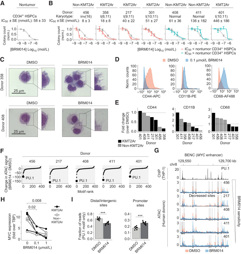 Figure 6. The relative sensitivity of primary human CD34+ HSPCs and AML specimens defines a therapeutic window for SWI/SNF inhibition. Number of colonies formed by primary human (A) CD34+ HSPCs and (B) AML samples treated with BRM014 or DMSO and IC50 measurements. CD34+ HSPC curves overlayed in B for comparison, N = 3 per sample. C, Representative images of May-Grunwald Giemsa stained primary KMT2Ar and non-KMT2Ar leukemia cells from donor treated with BRM014 or DMSO. D, Representative flow cytometry histograms and (E) quantification of CD44 and myeloid differentiation markers in primary leukemias treated with BRM014 compared with DMSO control. F, Ranking of differential TF motif accessibility in primary AML specimens treated with 1 μmol/L BRM014 versus DMSO control. G, Accessibility at BENC module following treatment with DMSO or 1 μmol/L BRM014. H, MYC expression after treatment with BRM014 or DMSO measured by RT-qPCR. I, Quantification of accessible PU.1 motifs at intergenic and promoter sites in primary AML specimens treated with 1 μmol/L BRM014 or DMSO, N = 5 independent specimens with replicates. Error bars: mean ± SEM; *, P < 0.05; **, P < 0.01; ***, P < 0.001.