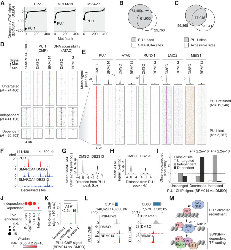 Figure 1. SWI/SNF-mediated chromatin remodeling is required for PU.1-directed binding of AML CRC members. A, Ranking of differential TF motif accessibility in AML cell lines treated with 1 μmol/L BRM014 versus DMSO control. B, Overlap of PU.1 and SMARCA4 binding in THP-1 cells. C, Overlap of PU.1 binding and DNA accessibility in THP-1 cells. D, SMARCA4 occupancy and DNA accessibility at PU.1 sites in THP-1 cells treated with BRM014 or DMSO control. E, Binding of AML central regulatory circuit factors RUNX1, LMO2, and MEIS1 at SWI/SNF-dependent PU.1 sites. F, Representative browser track of SMARCA4 binding at PU.1 sites upon DB2313 treatment. G, SMARCA4 binding and (H) chromatin accessibility at PU.1 sites in THP-1 cells treated with DB2313. I, Enrichment of SWI/SNF independent, dependent, and untargeted sites at each class of PU.1 site based on altered PU.1 binding upon treatment with BRM014. Increased, decreased, and unchanged peaks in I and K correspond to PU.1 ChIP-seq changes regardless of any other feature. J, Enrichment of genomic features among SWI/SNF-dependent and -independent sites. K, H3K4me3 signal at sites with decreased, increased, or unchanged PU.1 occupancy upon BRM014 treatment. Box plot error bars indicate 10%ile and 90%ile range. L, PU.1 occupancy at the promoters of differentiation-related genes in BRM014- and DMSO-treated cells. M, Model of PU.1-directed recruitment of SWI/SNF to enhancer sites.