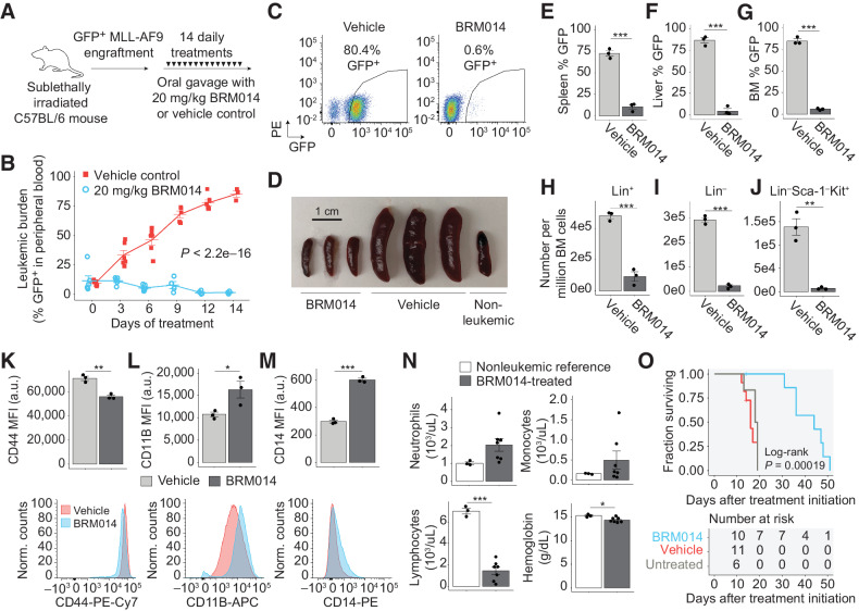 Figure 5. SWI/SNF inhibition has a significant therapeutic window against AML in an immunocompetent setting. A, Dosing scheme for in vivo treatment of MLL-AF9 leukemia with BRM014 or vehicle control. B, Leukemic burden of mice treated with BRM014 or vehicle control over the two-week treatment period and (C) quantification by flow cytometry, N = 11 (vehicle), N = 10 (BRM014). D, Spleens harvested after 14-days of treatment with BRM014 or vehicle control. Leukemic burden in the (E) spleen, (F) liver, and (G) BM of mice treated with BRM014 or vehicle control, N = 3 per condition. Effect of BRM014 on the number of (H) committed (Lin+), (I) uncommitted (Lin–), and (J) LSC-enriched Lin–Sca-1−Kit+ stem/progenitor cells within the leukemic population in the BM. Cells in H, I, and J were gated on the basis of GFP+ cells, N = 3 per condition. Expression of (K) stemness (CD44) and myeloid differentiation markers (L) CD11B and (M) CD14 on leukemic GFP+ cells in the BM of mice treated with BRM014 or vehicle control, N = 3 per condition. N, CBC neutrophil, monocyte, and lymphocyte counts and hemoglobin levels in BRM014-treated mice versus nonleukemic controls 3 days after completion of treatment course, N = 3 (nonleukemic) and N = 7 (BRM014). O, Survival of MLL-AF9 mice treated with BRM014 or vehicle control, N = 6 (untreated), N = 11 (vehicle), and N = 10 (BRM014). Error bars: mean ± SEM; *, P < 0.05; **, P < 0.01; ***, P < 0.001.