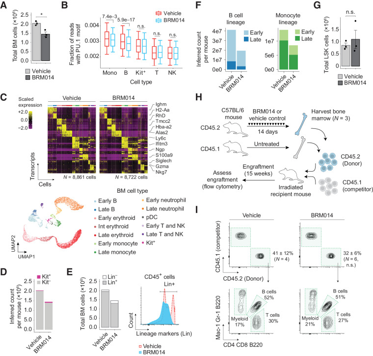 Figure 4. Transient SWI/SNF inhibition depletes committed hematopoietic cells in BM but preserves HSC function. A, Total number of cells isolated from BM of BRM014- and vehicle-treated mice at day 14, N = 3 per condition. B, Quantification of accessible PU.1 motifs across specific BM cell types. M = monocytes, B = B cells, Kit+ = Kit+ progenitors, T = T cells, NK = NK cells. C, Cell-type-specific transcriptional profiles are unchanged by treatment, enabling consistent classification. UMAP embedding of individual cells pooled from all conditions. Resulting clusters are classified by immune cell type based on cell-specific expression profiles. D, Inferred total number of HSPC Kit+ and lineage committed Kit– cells determined by scRNA-seq. E, Flow cytometry quantification and histogram of lineage-committed (CD3, CD8, B220, GR1, TER119) and uncommitted CD45+ BM cells. F, Inferred total number of B cell and monocyte populations in BM determined by scRNA-seq. G, Total number of LSK (Lin–Sca-1+Kit+) HSPCs in BM by flow cytometry, N = 3 per condition. H, Competitive HSCT workflow and (I) representative flow plots of HSC engraftment and recapitulation of major hematopoietic lineages. N = 4 (vehicle), N = 6 (BRM014). Error bars: mean ± SEM.