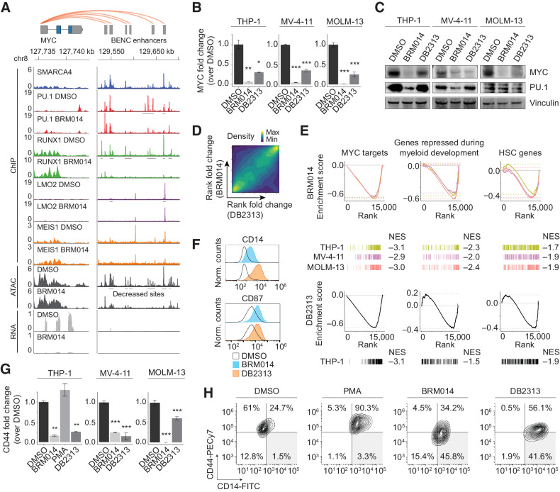 Figure 2. Collaborative regulation of the BENC module underlies convergent differentiation induced by SWI/SNF or PU.1 inhibition in AML. A, Overlay of SMARCA4, PU.1, RUNX1, LMO2, and MEIS1 occupancy with ATAC-seq and RNA-seq data at MYC and BENC in THP-1 cells. Other cell lines presented in Supplementary Figs. S3A and S3B. Expression of MYC and PU.1 in AML cells lines treated with BRM014 or DB2313 by (B) RNA-seq (THP-1) or RT-qPCR (MV-4–11 and MOLM-13) at 72 hours, N = 3, and (C) Western blot analysis at 24 hours of treatment. D, Genome-wide correlation of BRM014- and DB2313-induced transcriptional changes in THP-1 cells based on RNA-seq. E, Gene sets downregulated upon BRM014 and DB2313 treatment. Normalized enrichment scores (NES) are indicated. F, Cell surface expression of myeloid differentiation markers CD14 and CD87 in cells treated with DMSO, BRM014, or DB2313. G, Expression of CD44 in cells treated with DMSO, BRM014, DB2313, or PMA measured by RNA-seq (THP-1) or RT-qPCR (MV-4–11 and MOLM-13) at 72 hours, N = 3. H, Expression of CD14 and CD44 in cells treated with DMSO, BRM014, DB2313, or PMA measured by flow cytometry. Error bars: mean ± SEM; *, P < 0.05; **, P < 0.01; ***, P < 0.001.