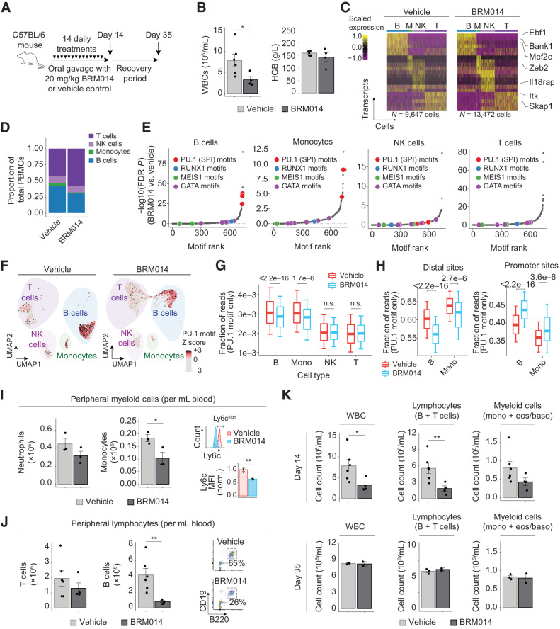 Figure 3. SWI/SNF inhibition induces reversible leukopenia in PU.1-dependent nontumor peripheral blood lineages. A, Dosing scheme for in vivo treatment of healthy mice. B, WBC and hemoglobin (HGB) levels in peripheral blood at day 14, N = 6 (vehicle), N = 4 (BRM014). C, Cell-type-specific transcriptional profiles are unchanged by treatment, enabling consistent classification. D, Composition of nongranulocyte immune cell types in the peripheral blood of BRM014- and DMSO-treated mice. E, Ranking of significantly reduced differential TF motif accessibility by immune population from mice treated with BRM014 versus vehicle control. F, UMAP embedding of individual cells by snATAC profile with overlayed PU.1 motif accessibility. G, Quantification of accessible PU.1 motifs across specific cell types. H, Shifts of accessible DNA sites containing PU.1 motifs in B cells and monocytes upon BRM014 treatment. I, Total number of peripheral neutrophils and monocytes at day 14, and Ly6c expression in circulating monocytes, N = 3 per condition. J, Total number of T and B cells at day 14, with B-cell gating strategy, N = 6 (vehicle), N = 4 (BRM014). K, Total WBC, lymphocyte, and myeloid cell counts at day 14 and day 35 (3 weeks posttreatment) measured by CBC. Day 14 N = 6 (vehicle), N = 4 (BRM014), and day 35 N = 3 (vehicle), N = 2 (BRM014). Error bars: mean ± SEM; *, P < 0.05; **, P < 0.01; ***, P < 0.001.