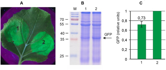 FIGURE 2