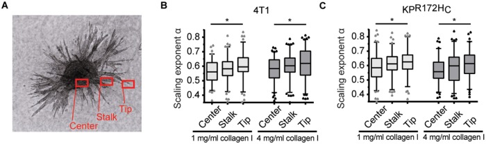 FIGURE 3: