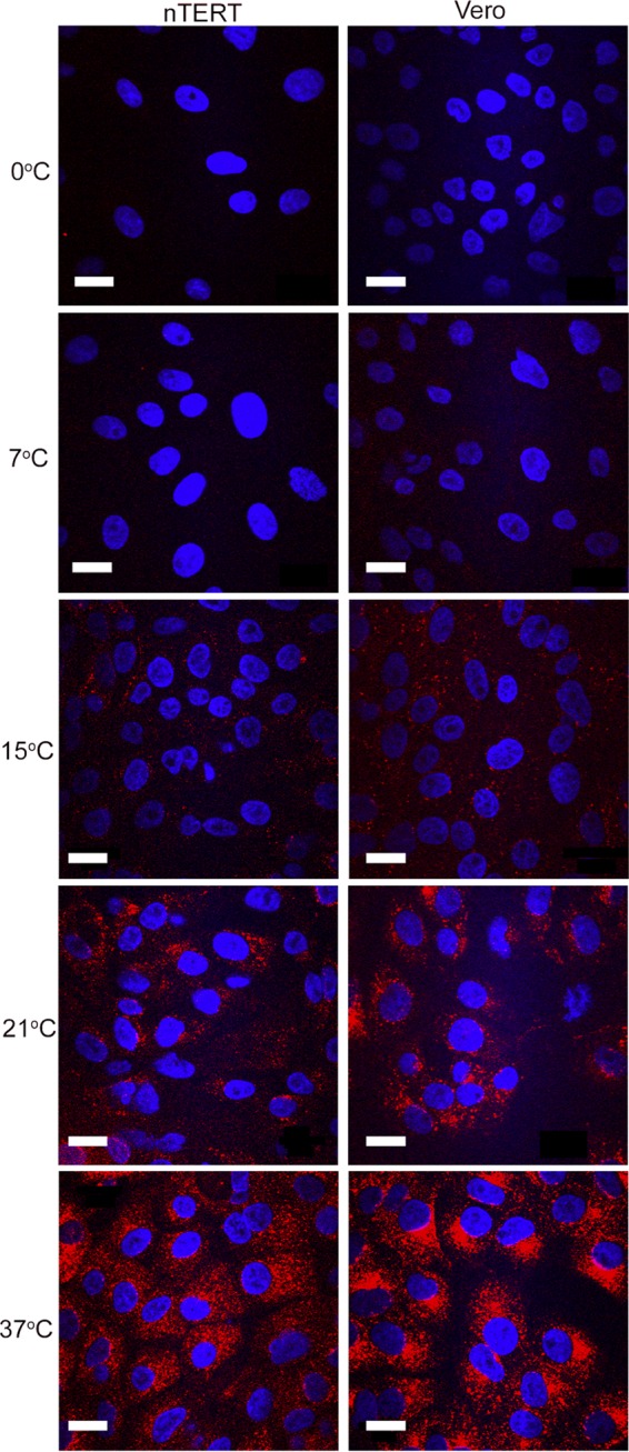 FIG 6