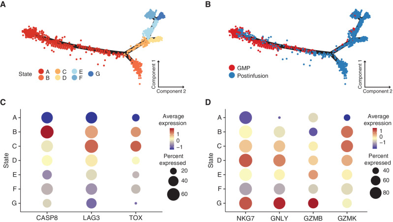 Figure 3. Pseudotime trajectory analysis identifies a subset of dysfunctional postinfusion CAR T cells that arise directly from the GMP product rather than from prolonged antigen exposure. A–B, Monocle pseudotime map depicting trajectory analysis of 3,416 CAR T cells. Downsampling was necessary due to computational limitations. The analysis included 368 cells (the number of all cells at the month 3 time point) from each time point, as well as all 840 cells with TCRs matching known pre- and postinfusion lineages regardless of cluster designation. Pseudotime states were generated based on internal clustering by the pseudotime analysis. A, Cells are colored by pseudotime state. B, Cells are colored by either GMP or postinfusion sample types. C, Dot plot comparing relative expression of CASP8, LAG3, and TOX across pseudotime states, with the percentage of cells expressing a gene encoded by dot size. D, Dot plot comparing relative expression of effector genes (NKG7, GNLY, GZMB, and GZMK) across pseudotime states, with the percentage of cells expressing a gene encoded by dot size.