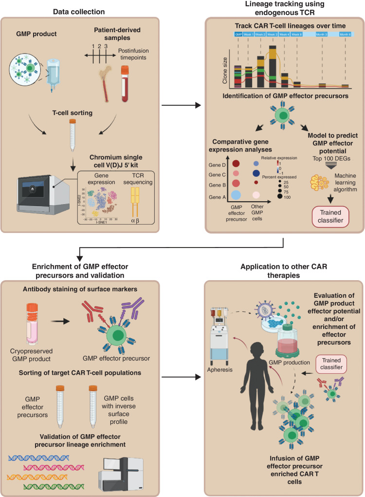 Figure 7. Endogenous TCR tracking as a broadly applicable method for CAR T cells. Schematic overview of the experimental approach and analytical pipeline for (i) identifying signatures associated with precursors of potent cytotoxic effectors in CAR GMP products, (ii) evaluating effector potential of CAR GMP products, and (iii) enriching CAR GMP products to maximize therapeutic potential.