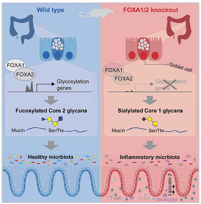 graphic file with name nihms-2001028-f0001.jpg