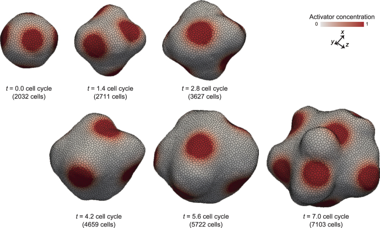 Figure 7