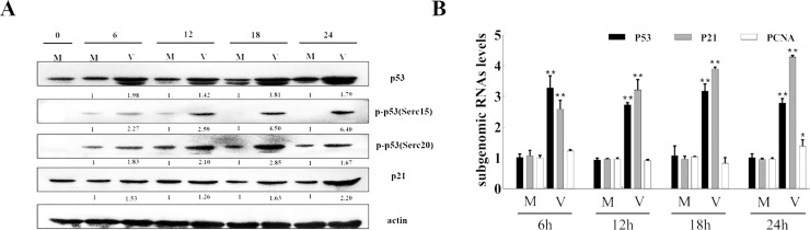 Fig. 7