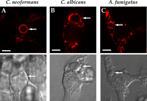 FIG. 4.