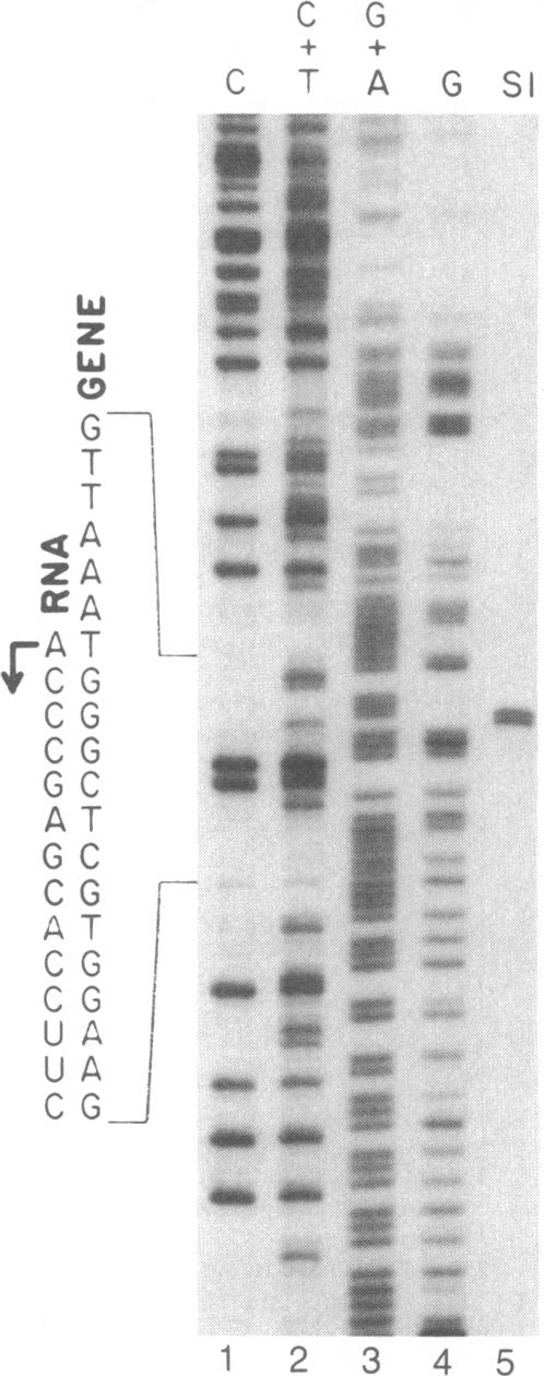 graphic file with name pnas00346-0048-a.jpg