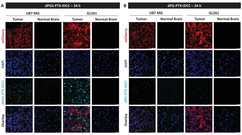 Figure 5—figure supplement 1.