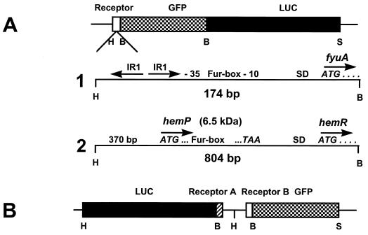 FIG. 1